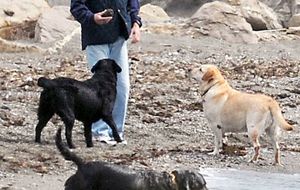 Aznar  pasea a sus perros en la playa