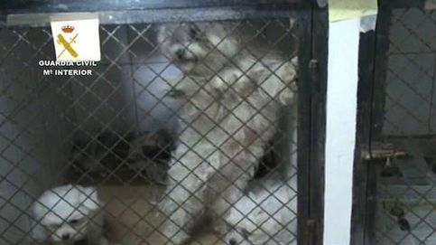 El rescate de la Guardia Civil a 191 perros maltratados