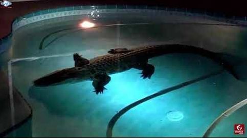 Una familia de Florida encuentra un caimán en la piscina de su casa