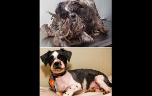 Perros rescatados: antes y después