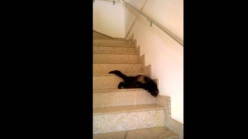 El gato que se creía serpiente: la curiosa forma de bajar las escaleras que tiene este felino