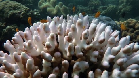 La Gran Barrera de coral sufre el peor blanqueo masivo de los últimos años