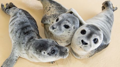 El increíble canto de tres focas que entonan la sintonía de 'Star Wars'