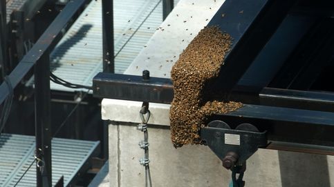 Rescate de un enjambre de abejas en Nueva York