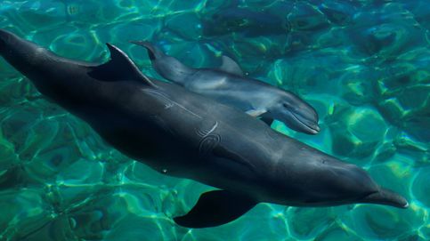 Nuevas crías de delfín y belén de tubérculos : el día en fotos