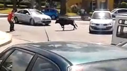 Un toro embiste a un coche en plena calle
