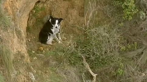 Así se salvó un perro atrapado en un acantilado en Australia