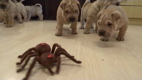 Tremenda expectación de crías de bulldog al ver una enorme araña