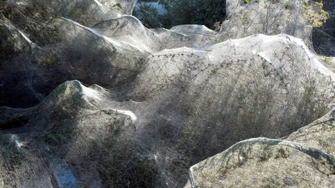 La telaraña de cientos de metros que cubre la costa de una isla griega