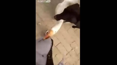Un perro defiende a su dueño del ataque de un ganso