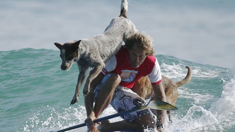 El campeón de surf Chris de Aboitiz coge olas con sus perros