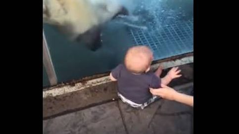 El 'fallido' ataque de un oso polar a un bebé en el zoo de St. Louis