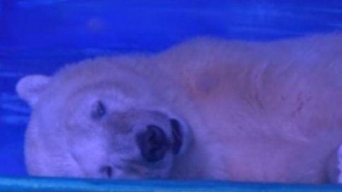 Pizza, el oso polar más triste del mundo que vive en el acuario de un centro comercial en China