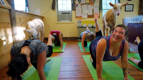 La nueva modalidad de yoga: hacerlo con cabras alrededor (y encima)