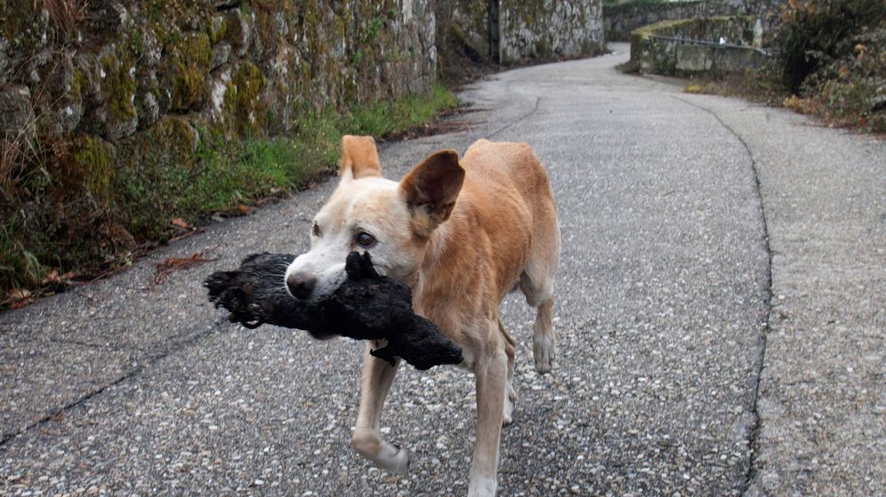 Foto: Una perrita lleva el cadáver calcinado de su cría (EFE/Salvador Sas)