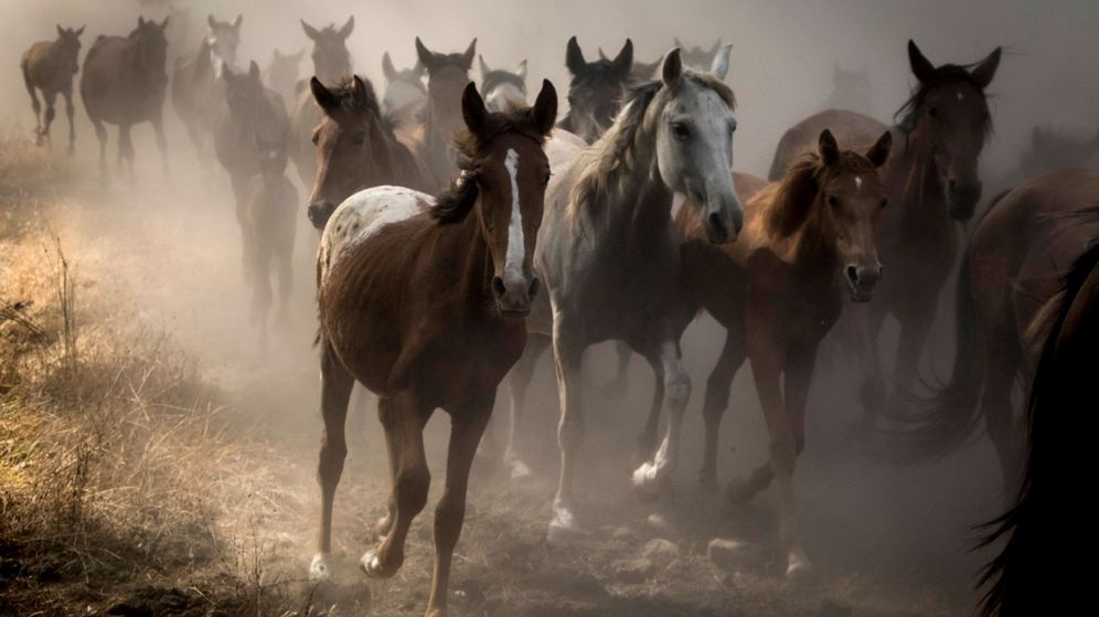 Foto: Más de 300 equinos semisalvajes en Doñana (Julián Pérez / EFE)