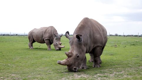 Najin y Patu lloran a Sudan: estos son los dos últimos ejemplares de rinoceronte blanco