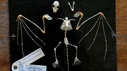Encuentran en Bélgica el murciélago más antiguo hasta la fecha: 33 millones de años