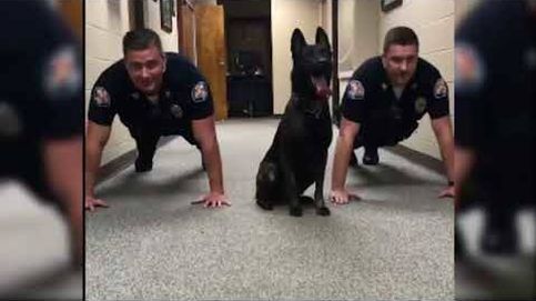 El vídeo viral de un perro policía haciendo flexiones