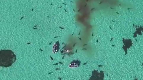 El impactante momento en que una ballena es devorada por 70 tiburones tigre