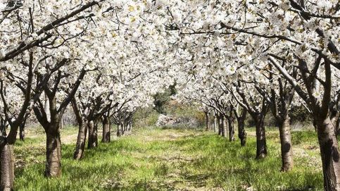 Los cerezos del valle del Jerte ya están en flor