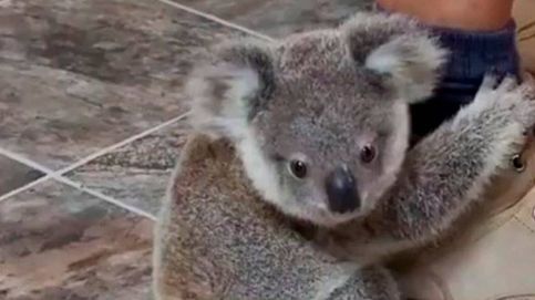 La tierna cría de koala que puede separarse de su 'mamá' cuidadora
