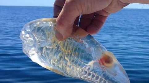 Thetys Vagina, el curioso animal marino transparente