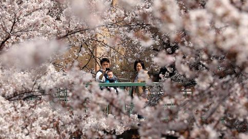 Los cerezos en flor hacen a los japoneses salir de casa pese al confinamiento