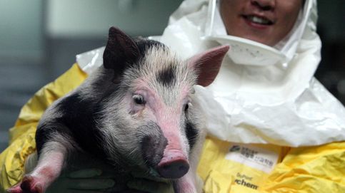 ¿Acabarán los virus con los trasplantes de órganos de cerdo?