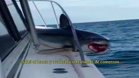Tiburón salta a un barco y se queda atascado