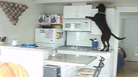 El perro-ladrón más listo del mundo: engañaba a sus dueños haciendo creer que había ratones en la casa
