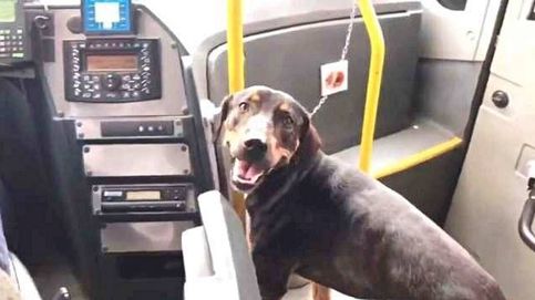 Aplausos al conductor de un bus que se detiene para salvar a un perro de ser atropellado