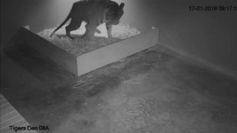 Nacen tres tigres de Sumatra en un zoo de Sídney