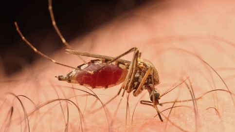 Las peores consecuencias de las picaduras de los mosquitos