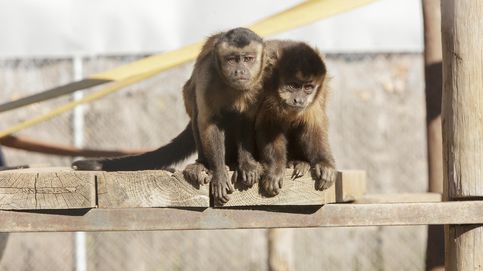 Los primates del mayor santuario de España, en riesgo de desahucio