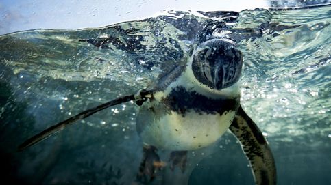 Un pingüino recorre 2.500 kilómetros nadando por el mar de Tasmania