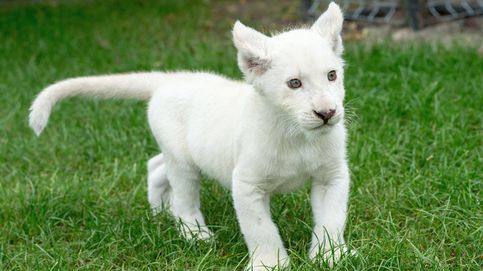 Nace el primer león blanco en cautividad en México