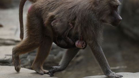 Cría de babuino en el zoológico de Cali y primavera desde Cádiz: el día en fotos 