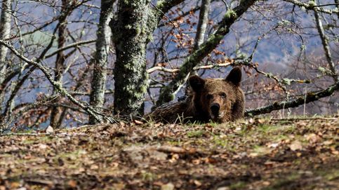 El oso pardo es el nuevo jabalí: las razones del ataque a una mujer en Asturias