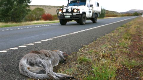 Tasmania, el área del mundo más mortífera para la fauna