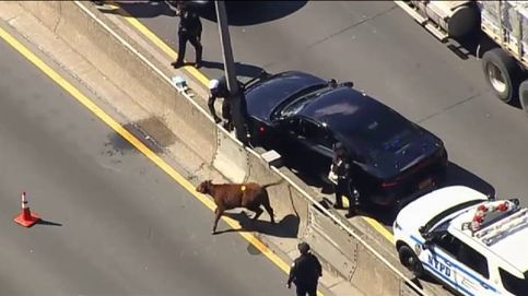 Una vaca causa el caos en una autopista de Nueva York