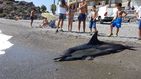 Plaga de cetáceos muertos: no se descarta un ajuste de cuentas entre 'delfines macarras'