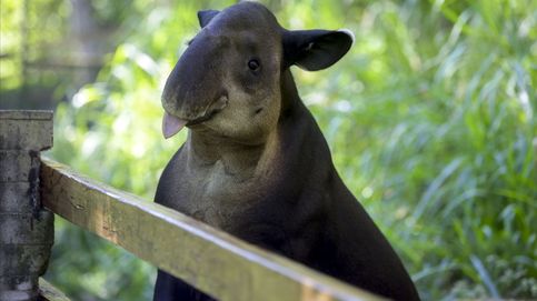 Del tapir al okapi: animales 'nacionales' al borde de la extinción