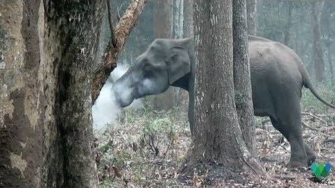 ¿Un elefante fumando?
