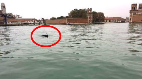 Un delfín, el nuevo 'habitante' de los canales de Venecia