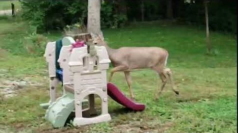 Este pequeño bambi se lo pasa genial en un parque infantil