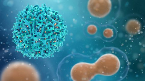 Resuelto tras 18 años: descubren el origen de las células T más escurridizas