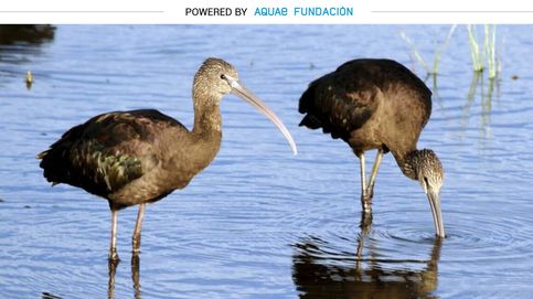 Los ibis vuelven a Doñana para 'recolonizar' Europa