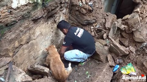 Una perra salva a sus crías tras conducir a los rescatadores hasta donde estaban enterradas