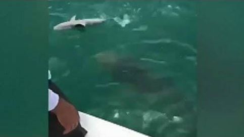 Intentan pescar un tiburón pero un mero gigante se les adelanta